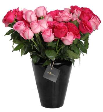 Pink And Red Roses Gamut In Vase